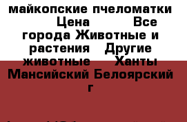  майкопские пчеломатки F-1  › Цена ­ 800 - Все города Животные и растения » Другие животные   . Ханты-Мансийский,Белоярский г.